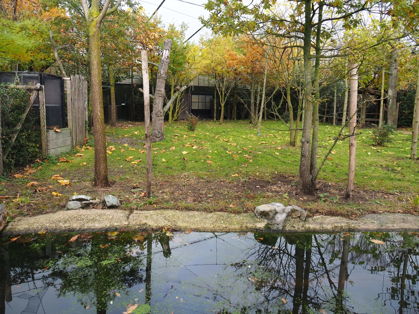 Second okapi exhibit (Nov 10th, 2018)