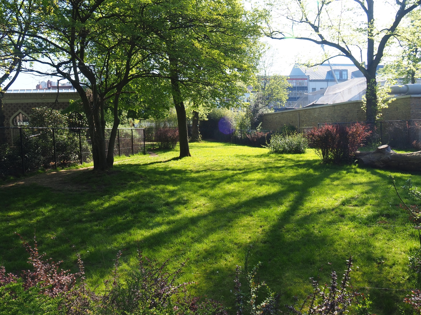 Second okapi paddock, 2019-04-20