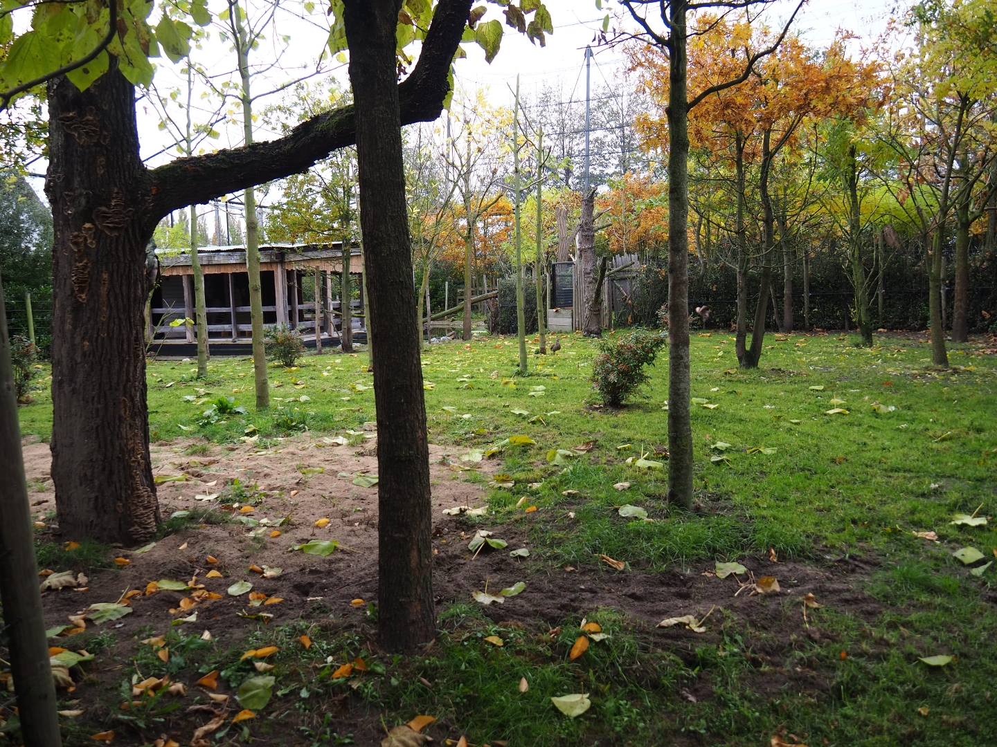 Second okapi yard (Nov 10th, 2018)