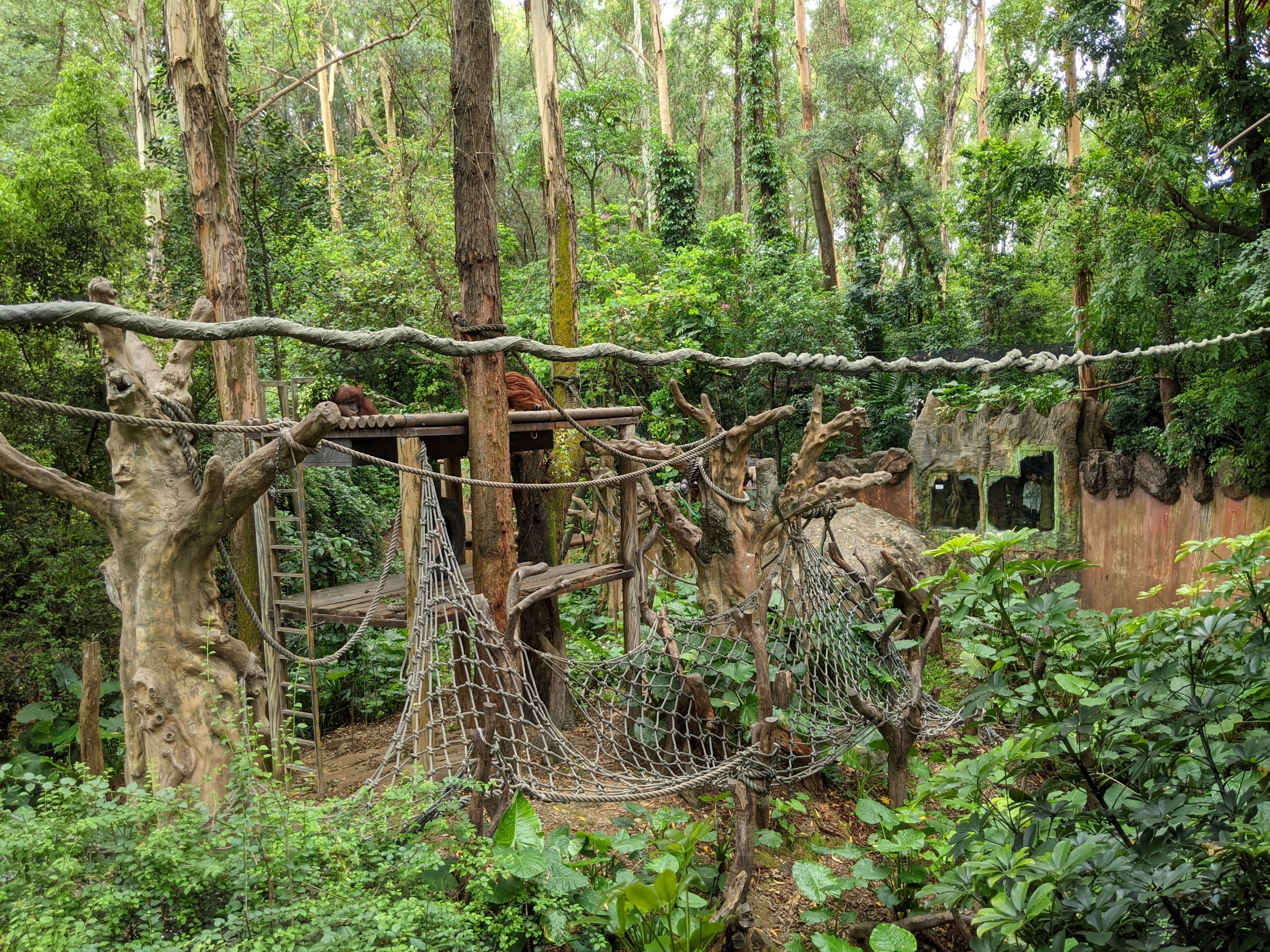 Second Orangutan enclosure