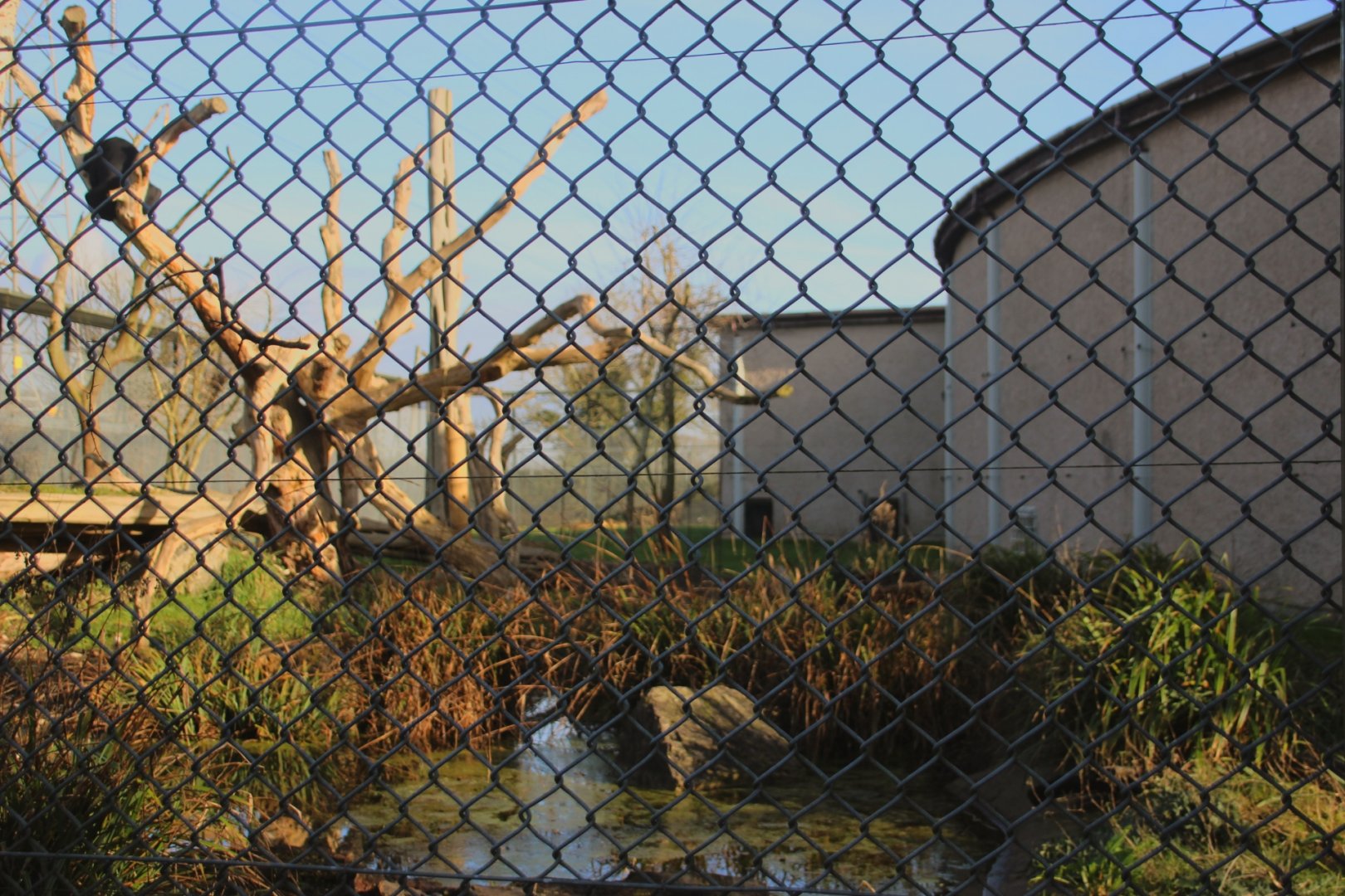 Second outdoor enclosure in Spirit of the Jaguar