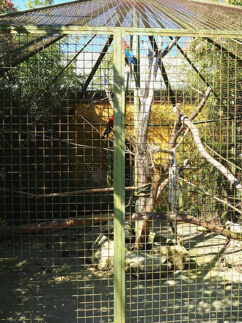 Second outdoor parrot aviary - Macaws, 2023-05-19
