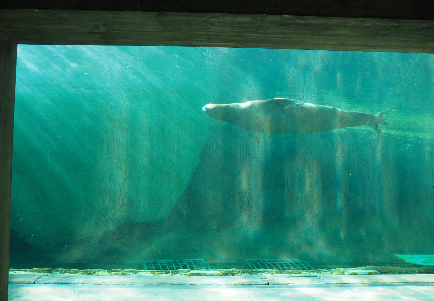 Second Pacific walrus underwater viewing area, 2020-09-02