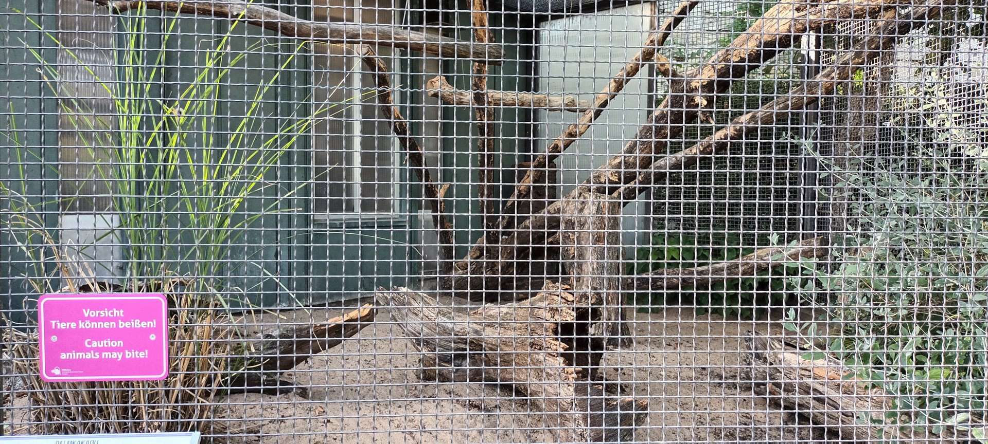 Second Palm Cockatoo Aviary