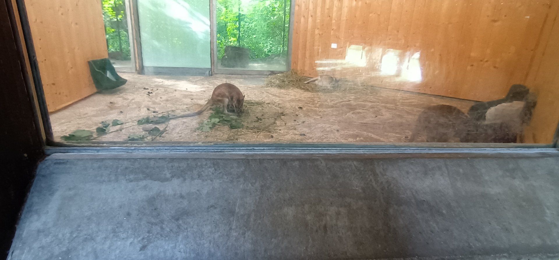 Second part of Agile Wallaby indoor Enclosure
