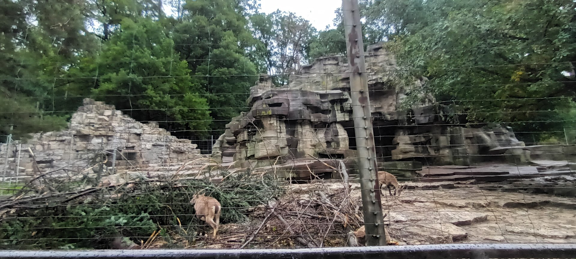 Second Part of Alpine Ibex Enclosure