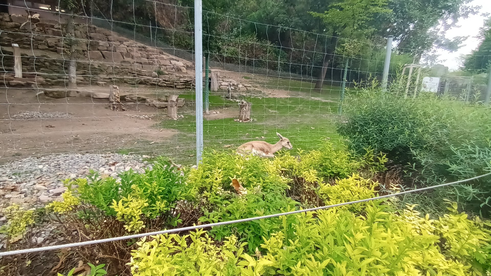 Second part of Goitered Gazelle Enclosure