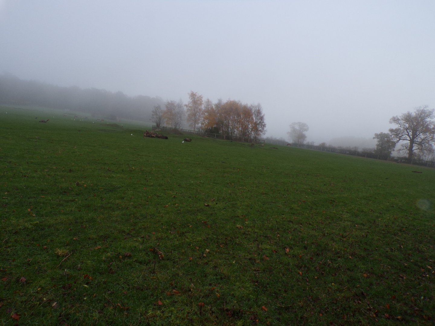 Second Pere David’s deer enclosure