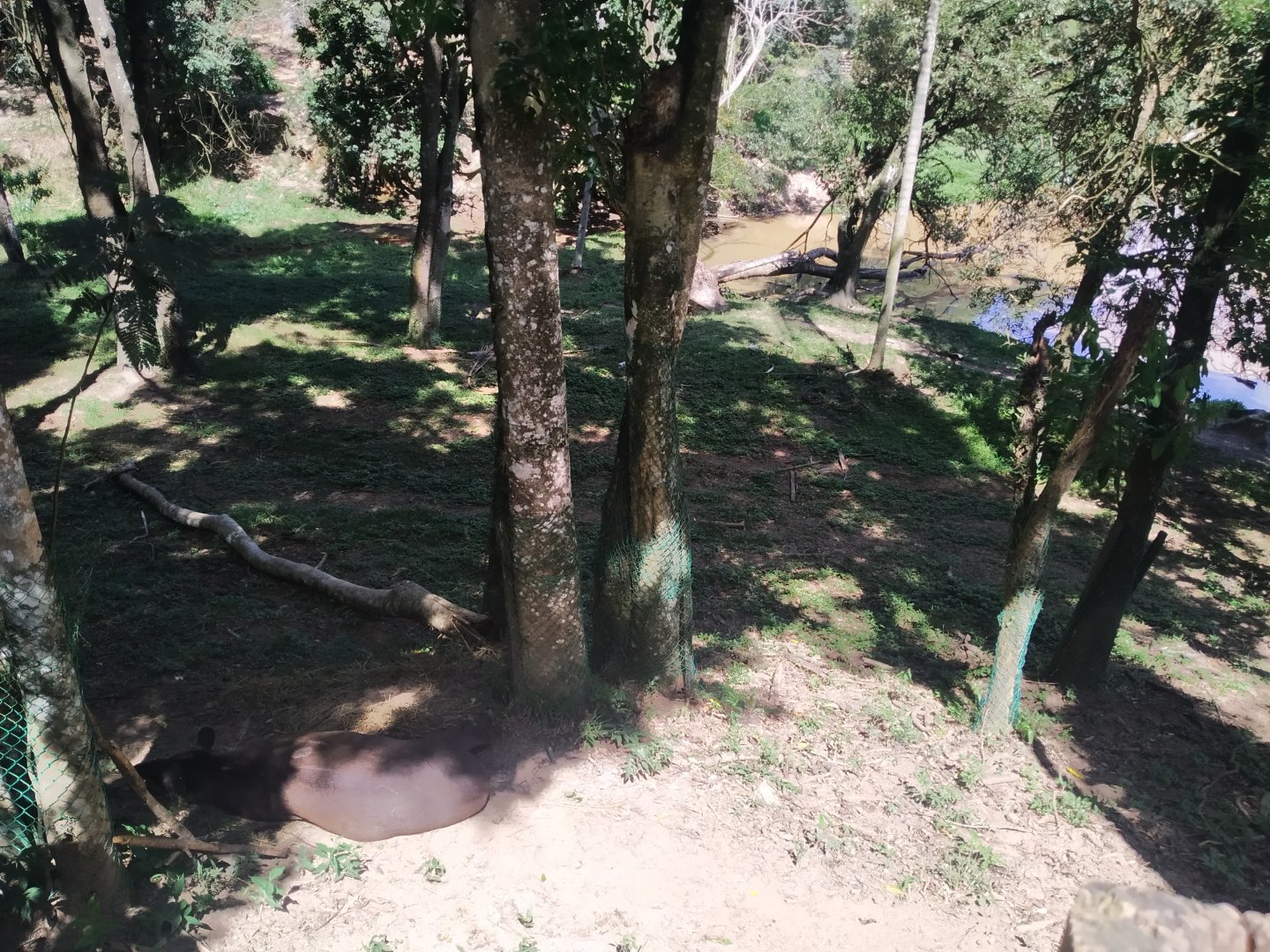 Second point of view on the massive tapir exhibit