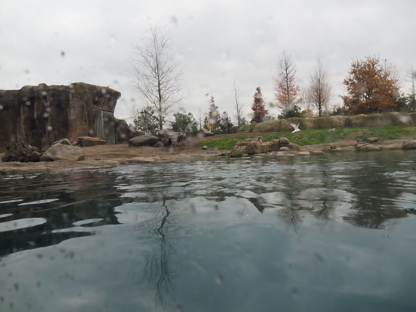 Second polar bear exhibit (Nov 10th, 2018)