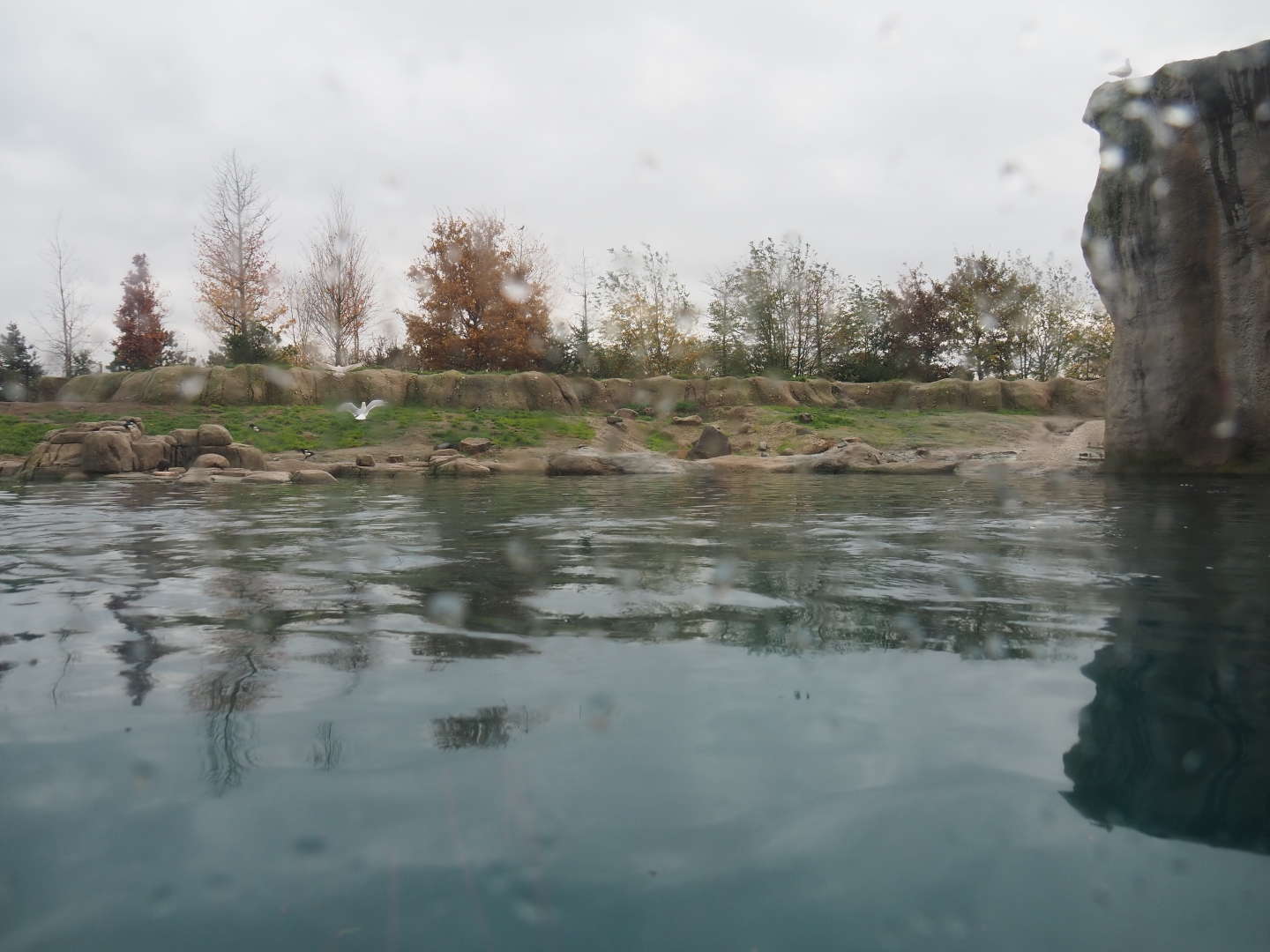 Second polar bear exhibit (Nov 10th, 2018)