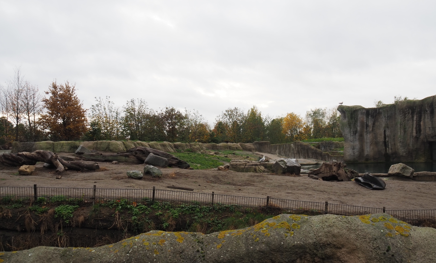 Second polar bear exhibit (Nov 10th, 2018)