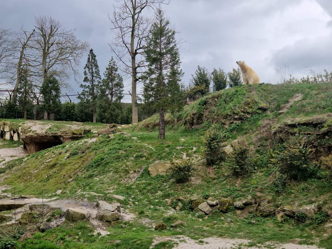 Second Polar Bear exhibit