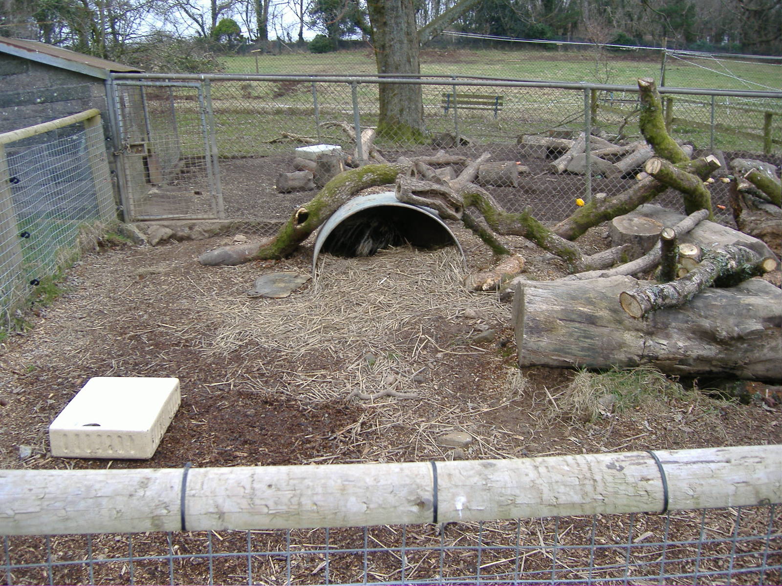 Second porcupine enclosure dartmoor