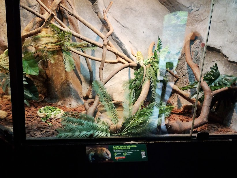 Second prehensile tailed skink habitat