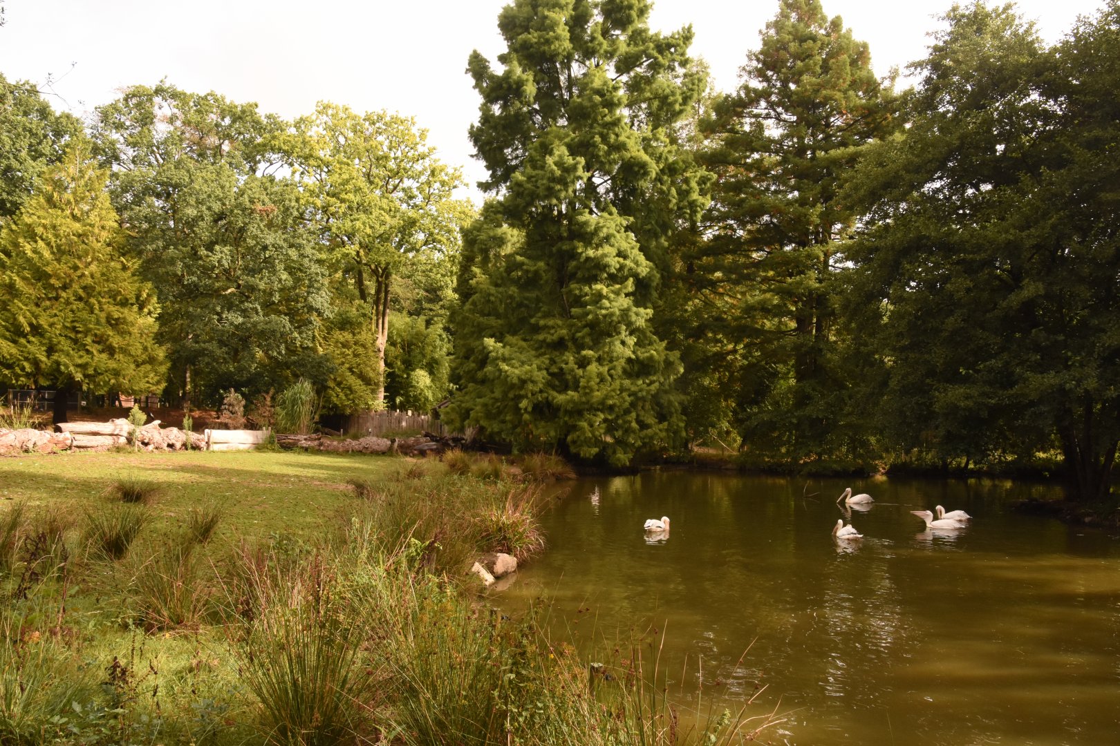 second Pygmy HIppo enclosure