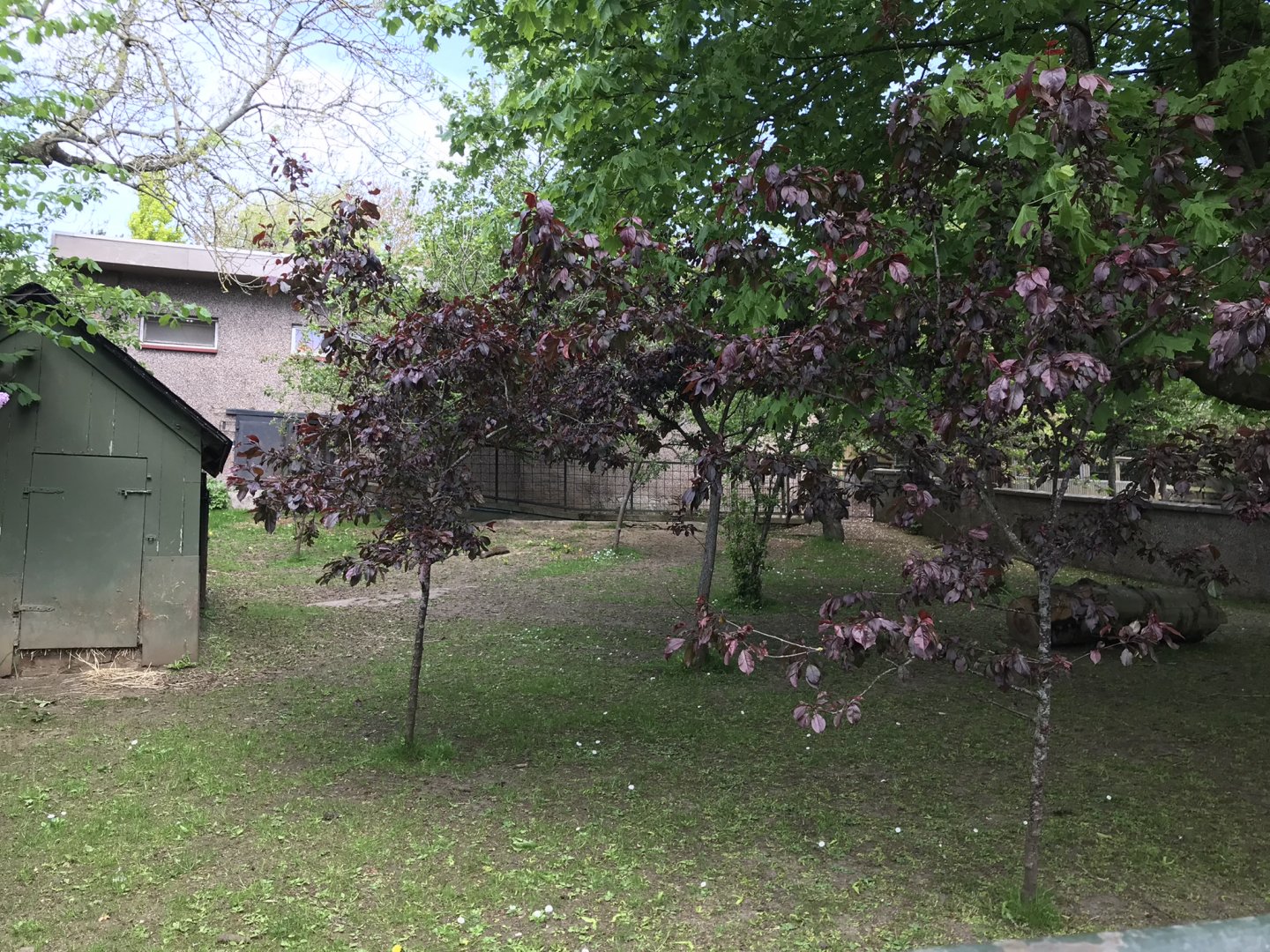Second pygmy hippo enclosure