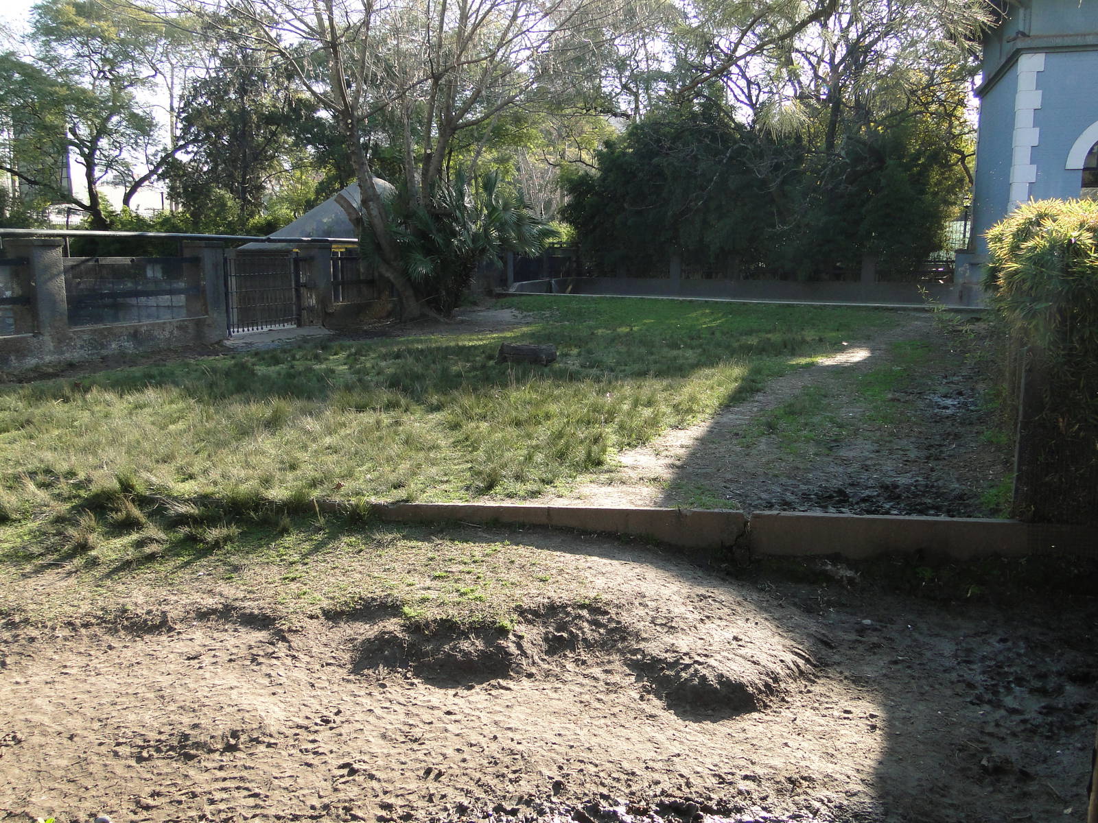 Second Pygmy hippo exhibit