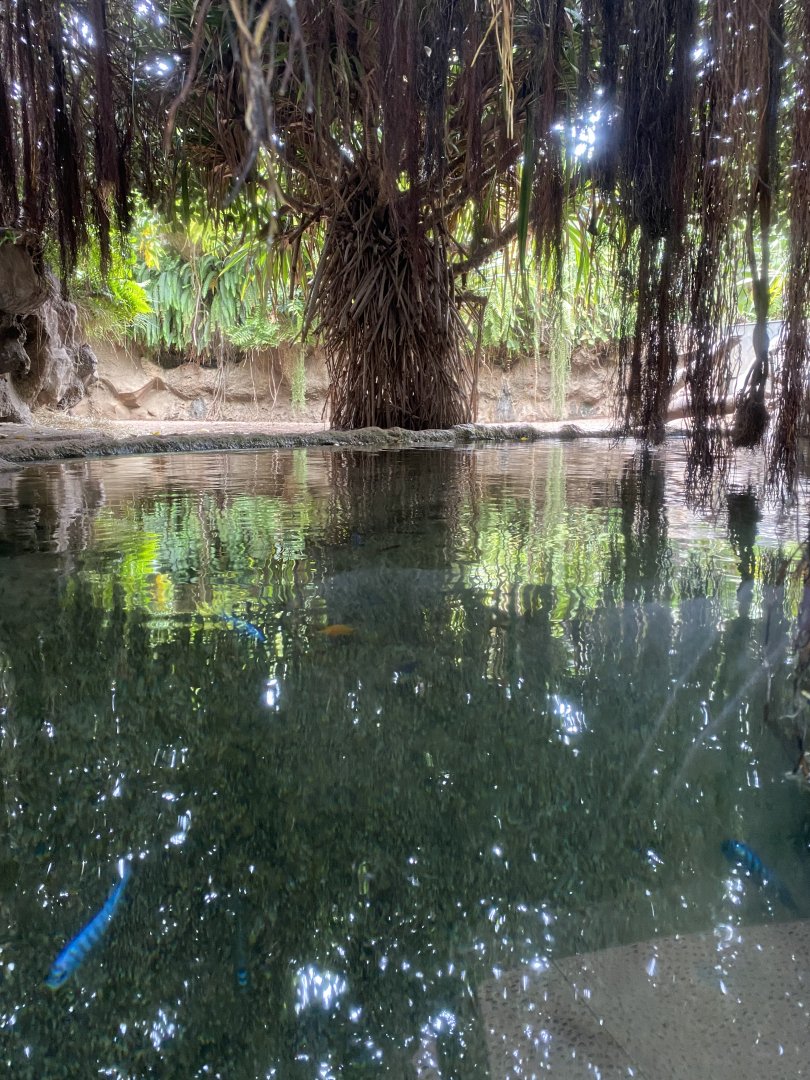 Second Pygmy Hippo Exhibit