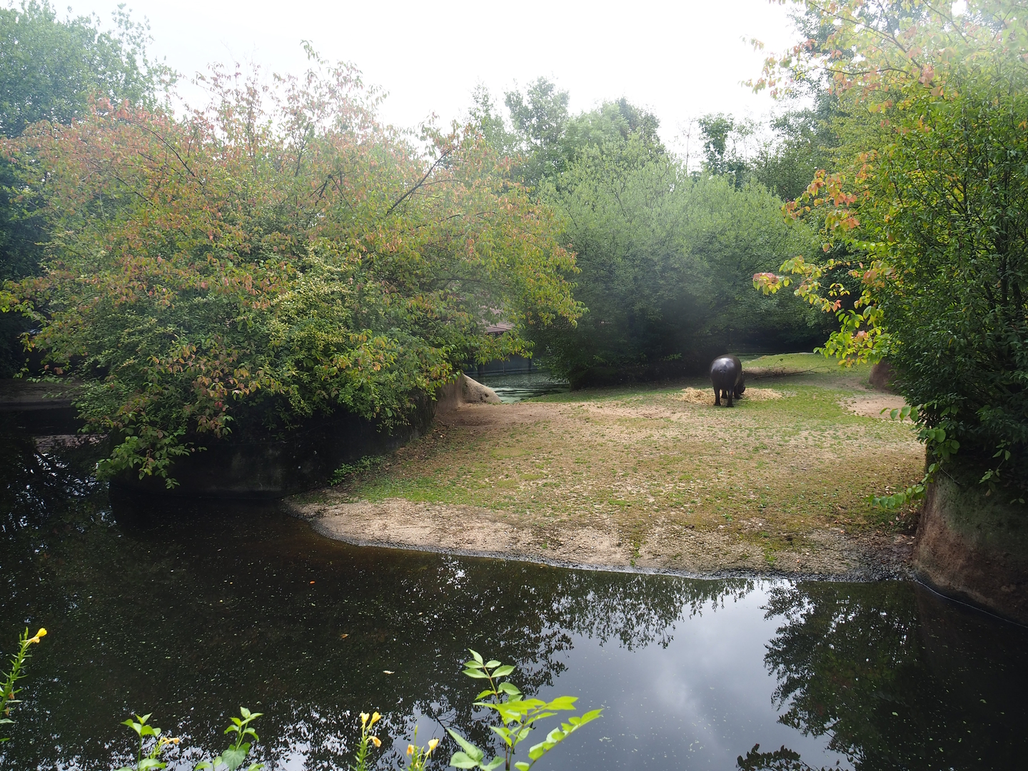 Second pygmy hippopotamus exhibit, 2022-08-20