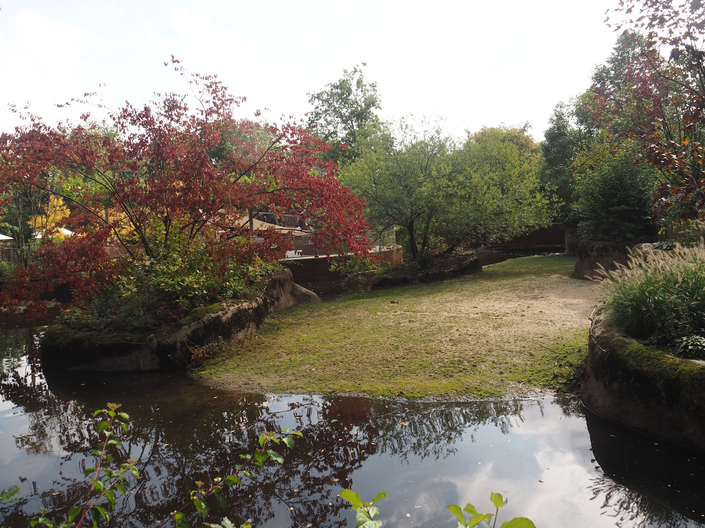 Second pygmy hippopotamus exhibit, 2025-09-30