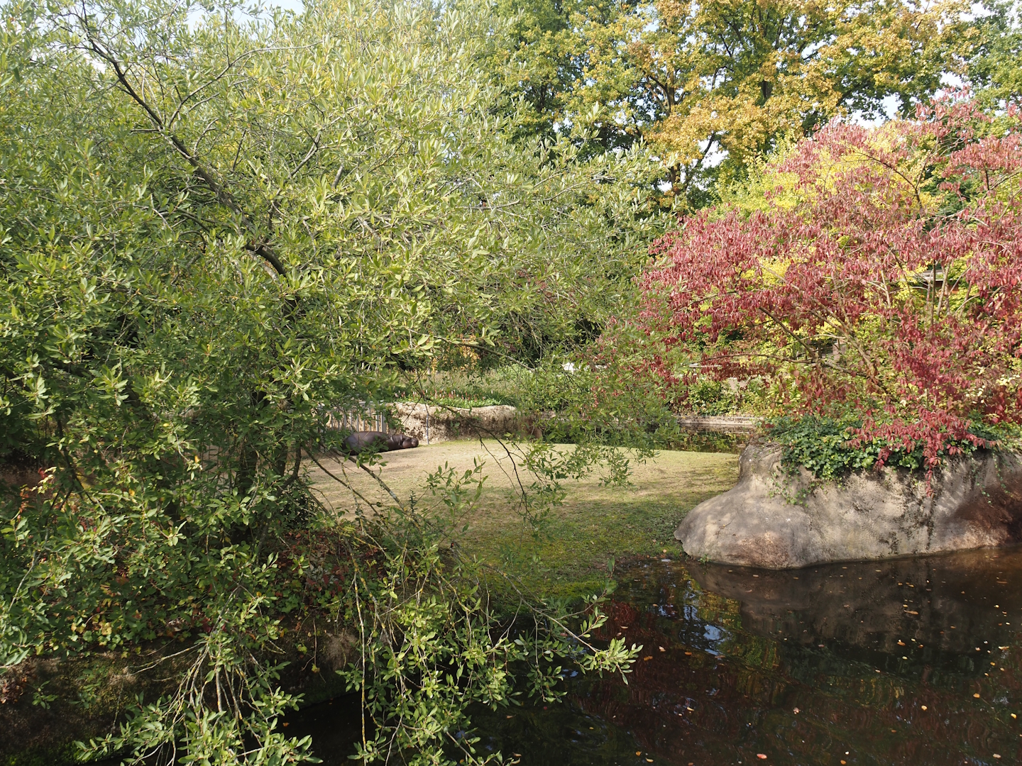 Second pygmy hippopotamus exhibit, 2025-09-30