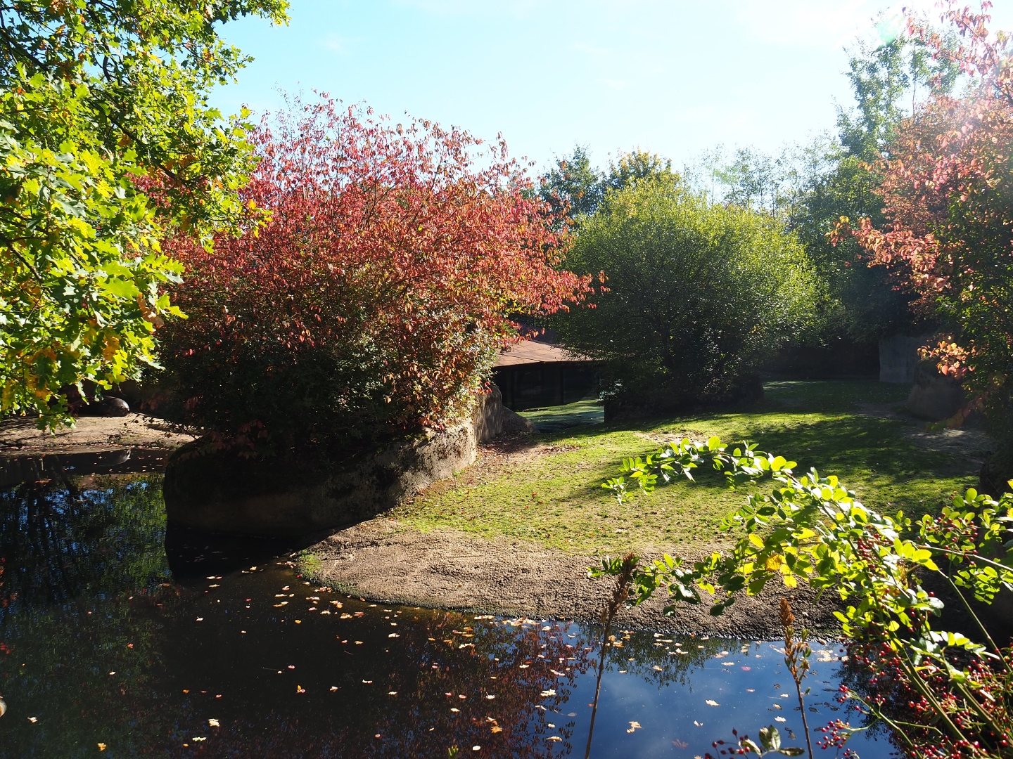 Second pygmy hippopotamus exhibit (Oct 13th, 2018)