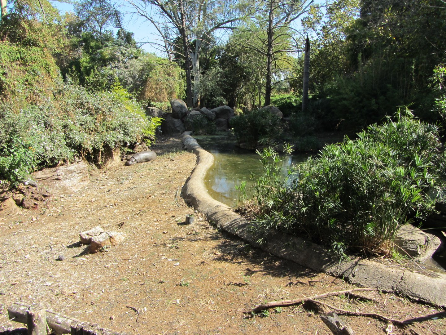 Second Pygmy Hippopotamus Exhibit
