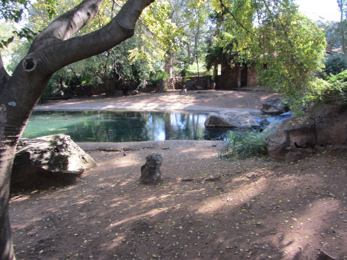 Second Pygmy Hippopotamus Exhibit