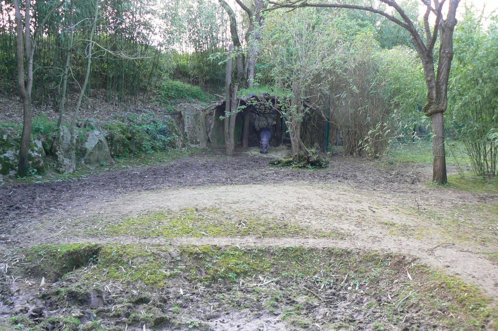 Second pygmy hippos enclosure