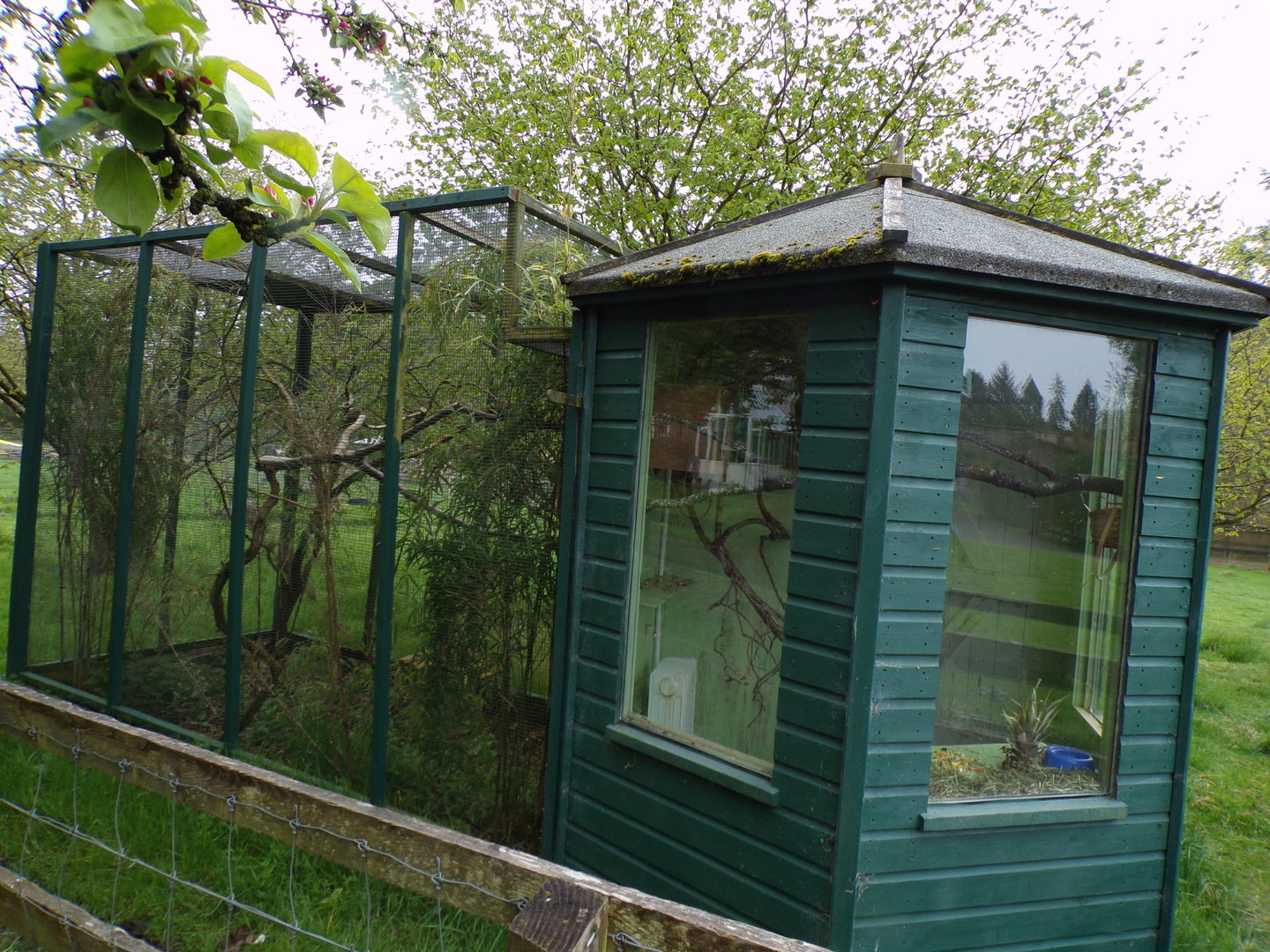 Second pygmy marmoset enclosure (inside the rhea enclosure) 7.5.23