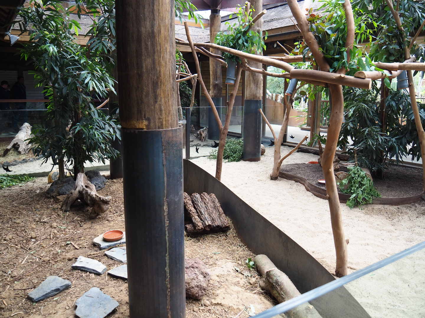Second Queensland koala exhibit and Western brush-tailed bettong exhibit, 2019-10-04