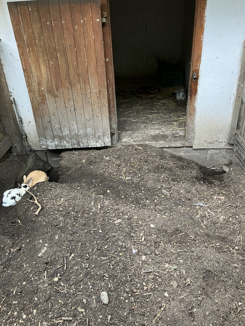 Second rabbit exhibit