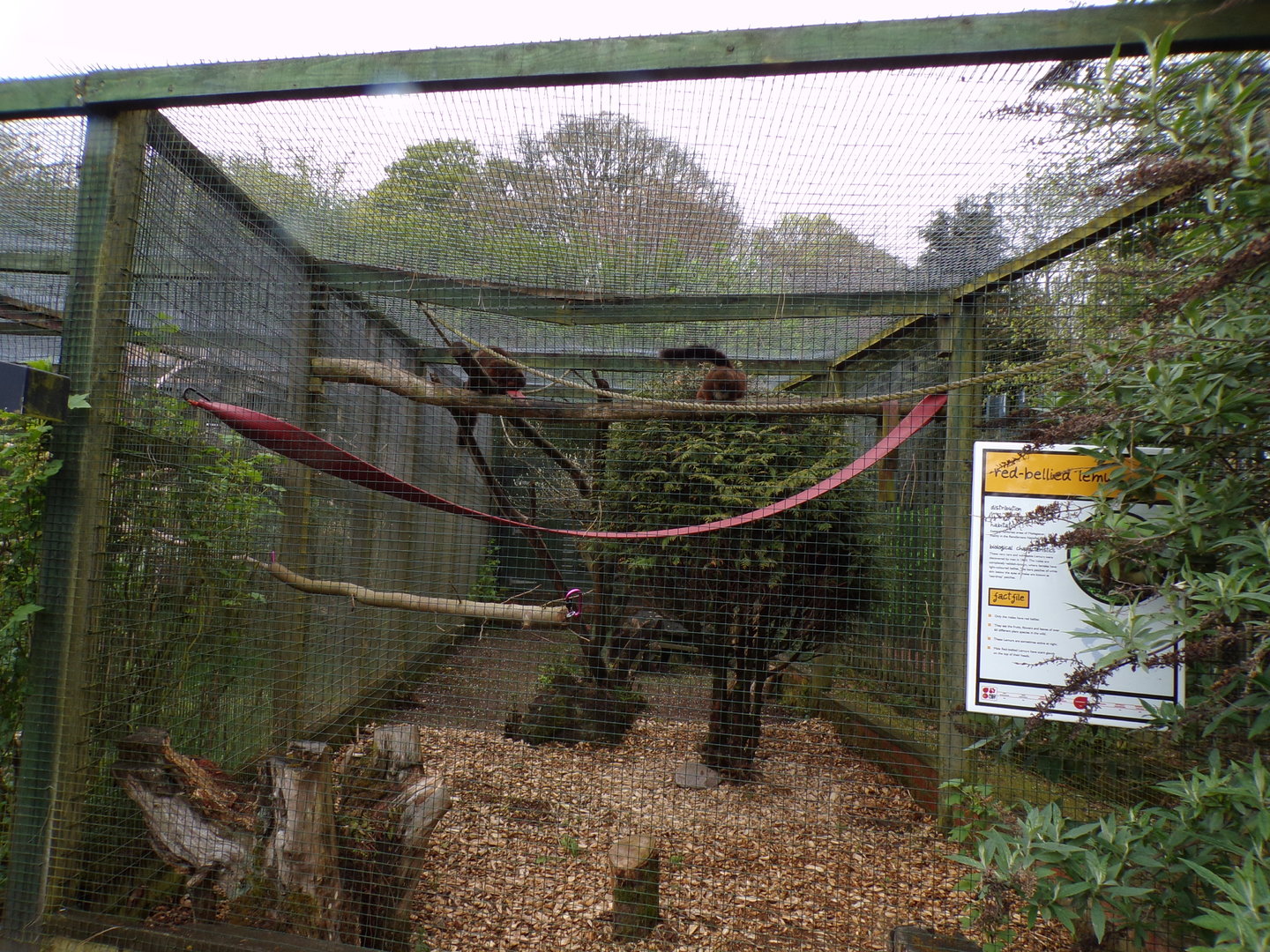 Second red bellied lemur enclosure 7.5.23