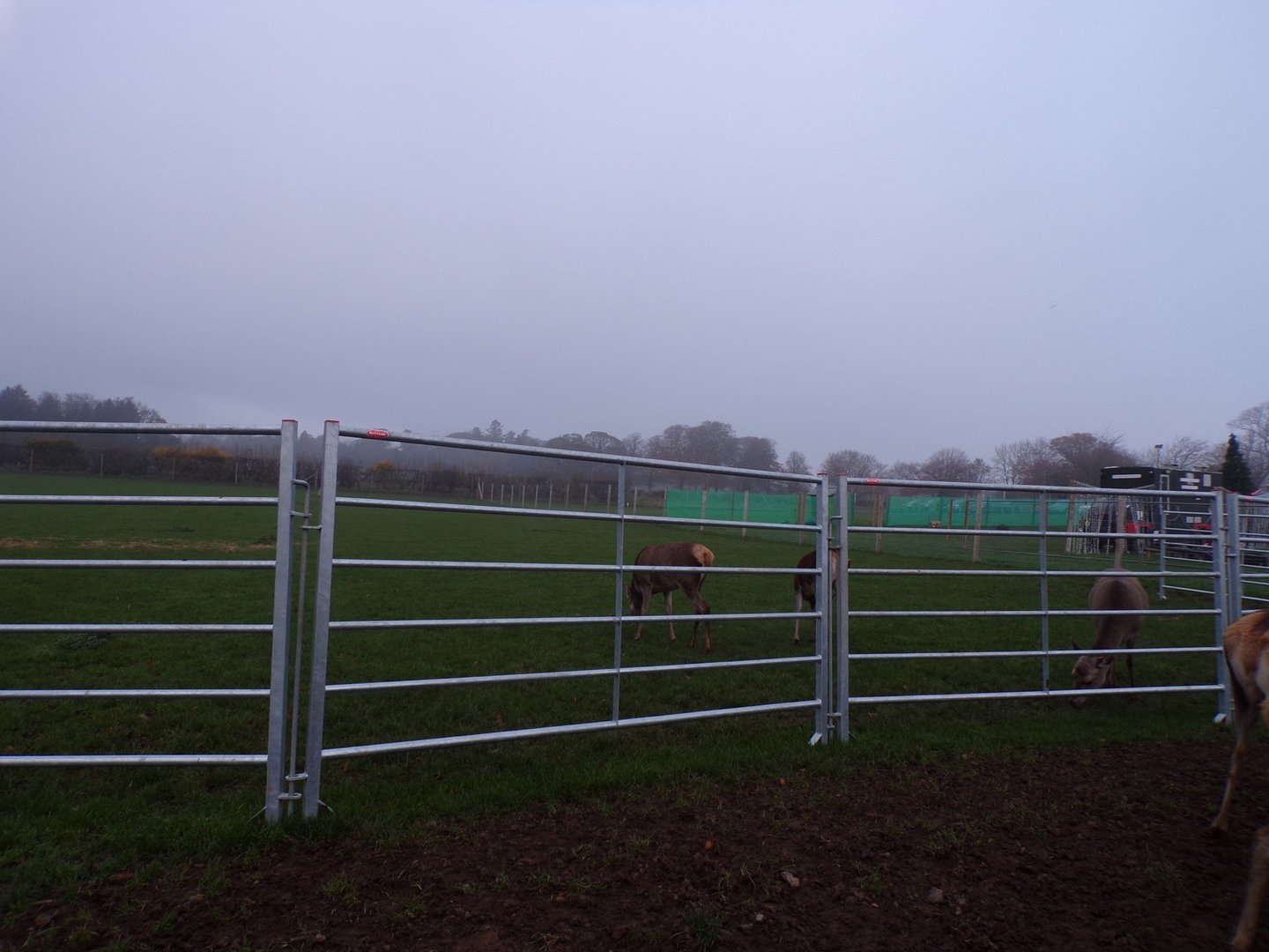 Second red deer enclosure (2)