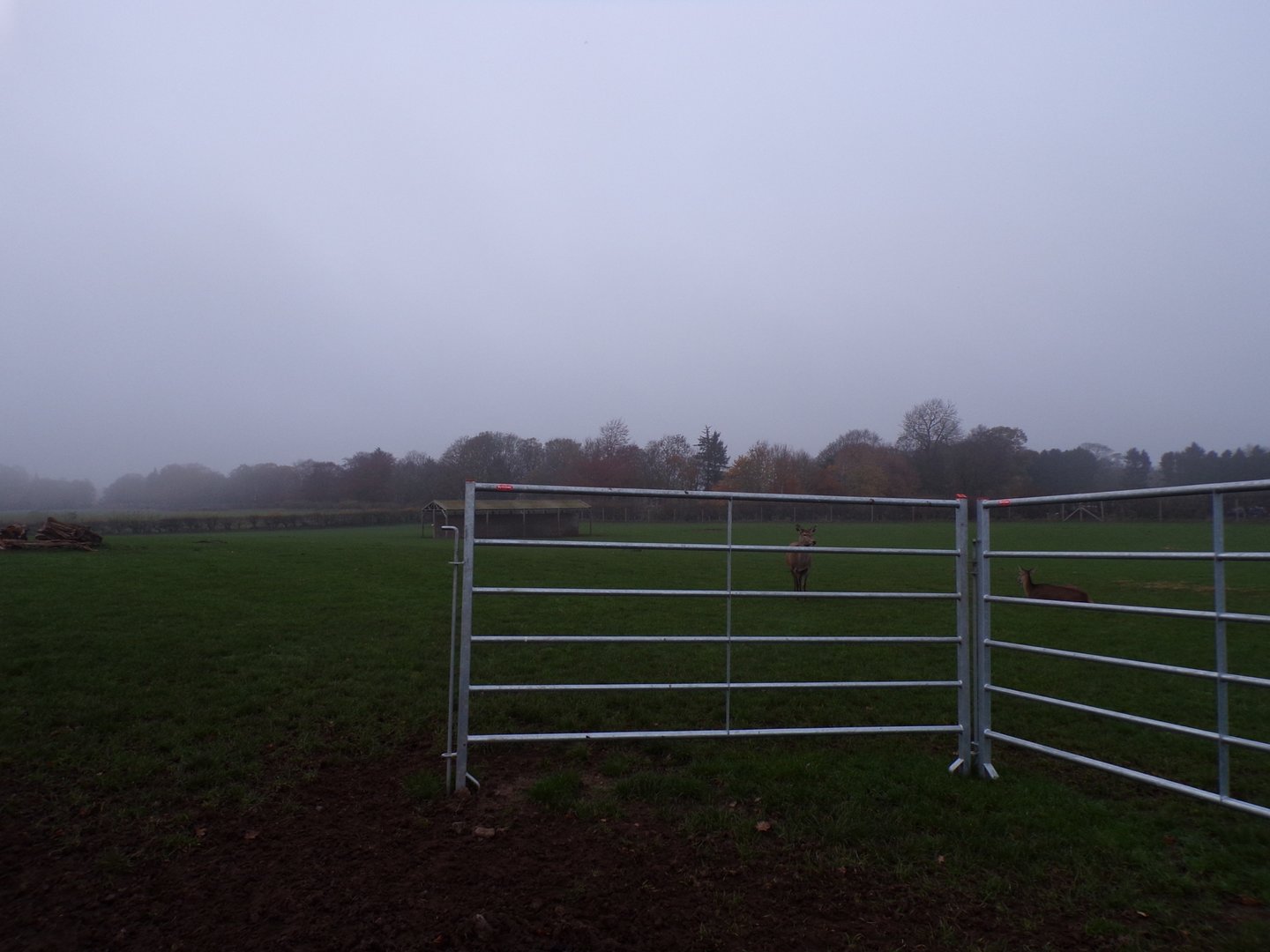 Second red deer enclosure
