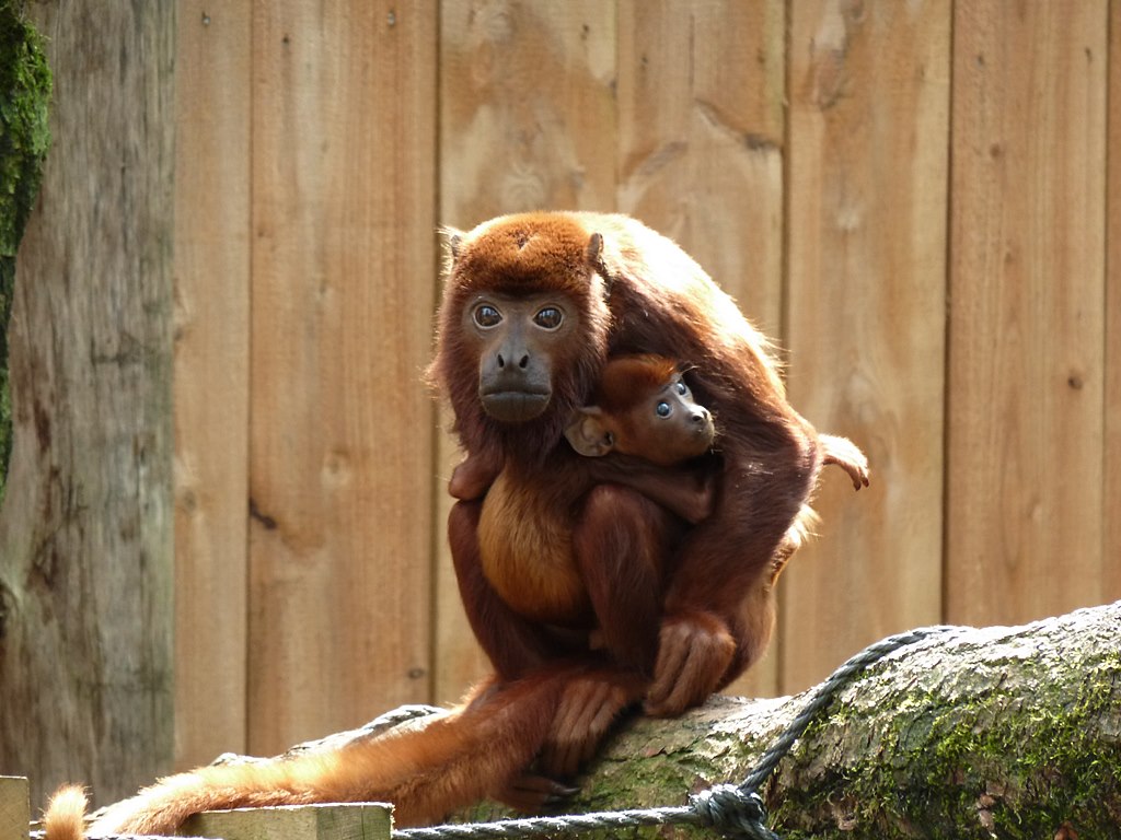 Second red howler female with baby
