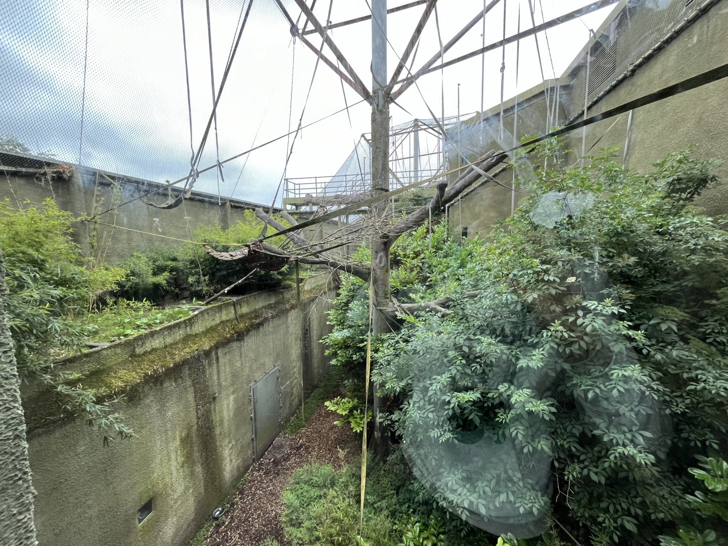 Second red panda enclosure 29.6.24