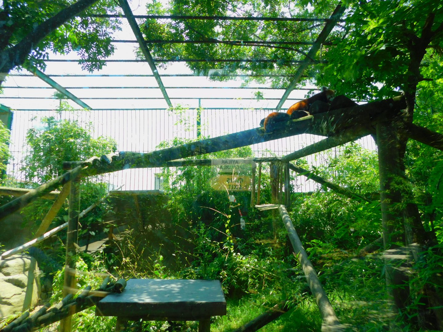 Second red panda enclosure