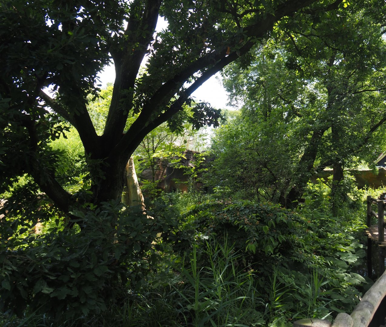 Second red panda exhibit, 2024-06-30