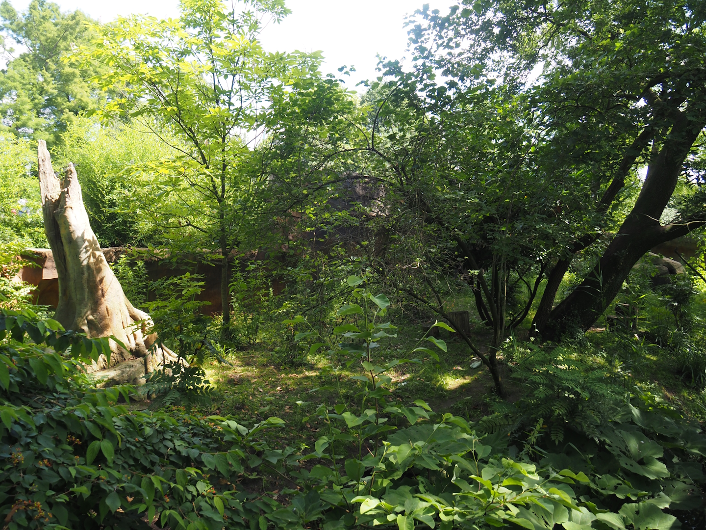 Second red panda exhibit, 2024-06-30