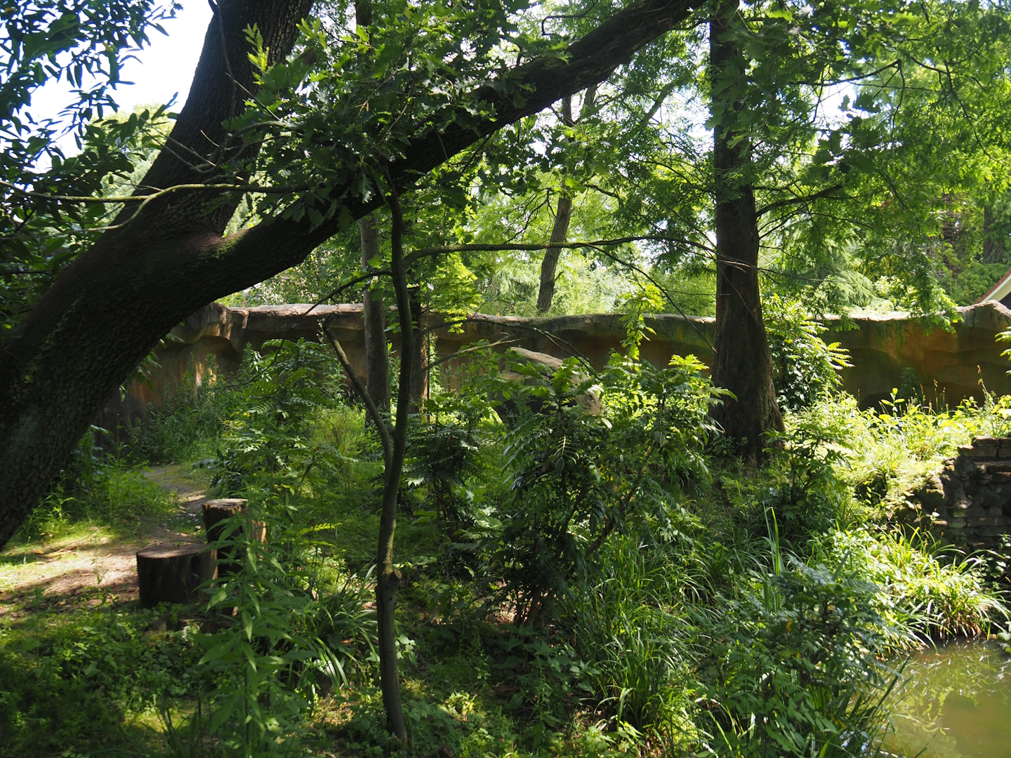 Second red panda exhibit, 2024-06-30