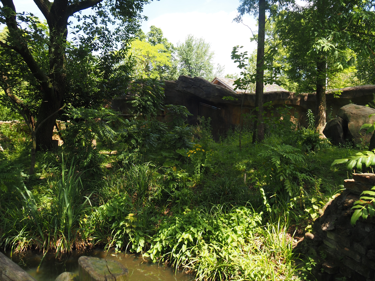 Second red panda exhibit, 2024-06-30