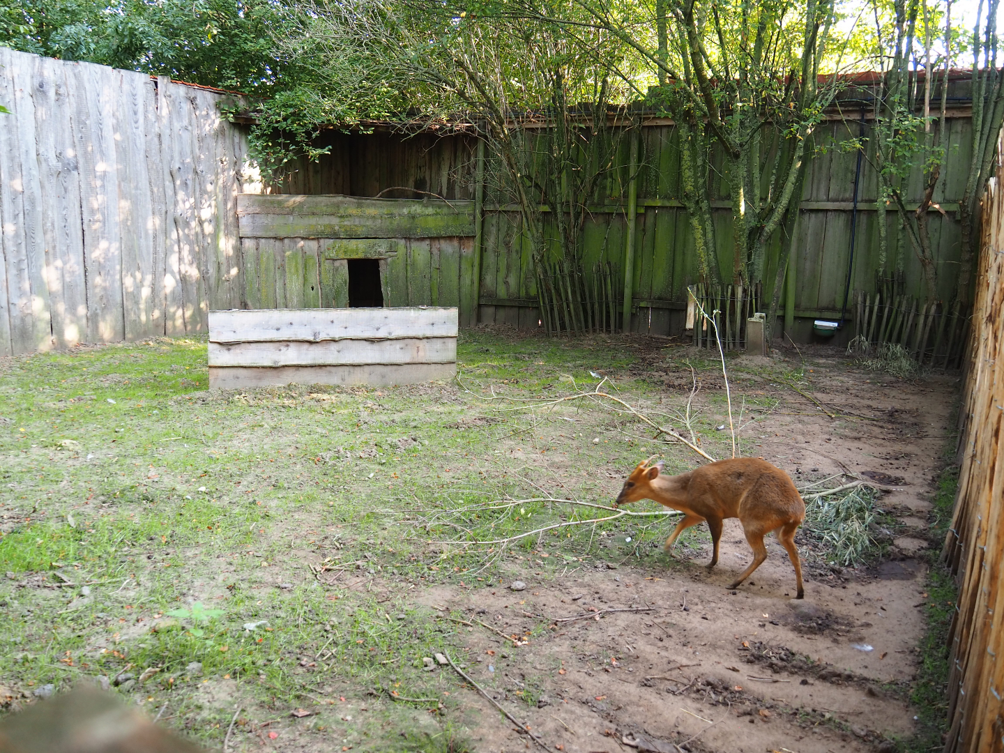 Second Reeves' muntjac exhibit, 2020-09-12