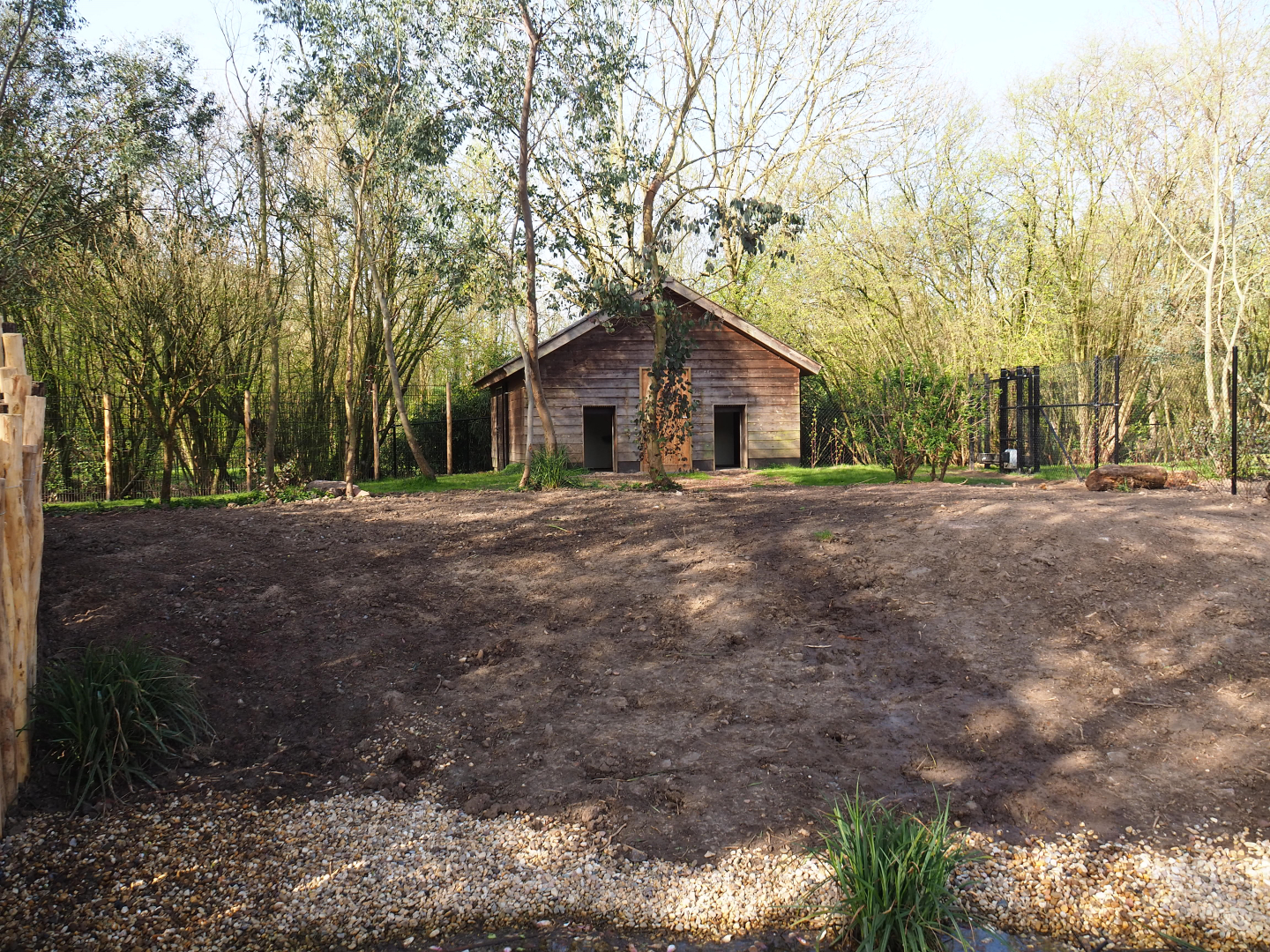 Second renovated Double-wattled cassowary exhibit, 2022-04-12