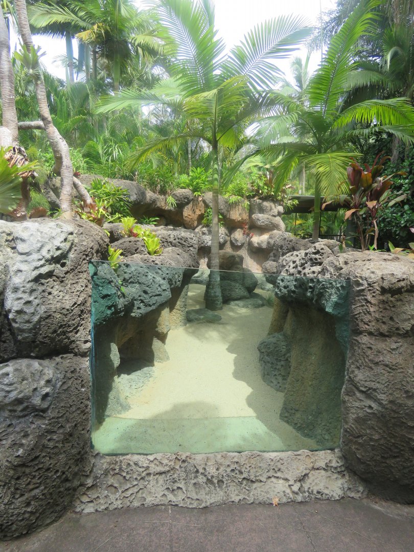 Second Rhino Iguana Exhibit