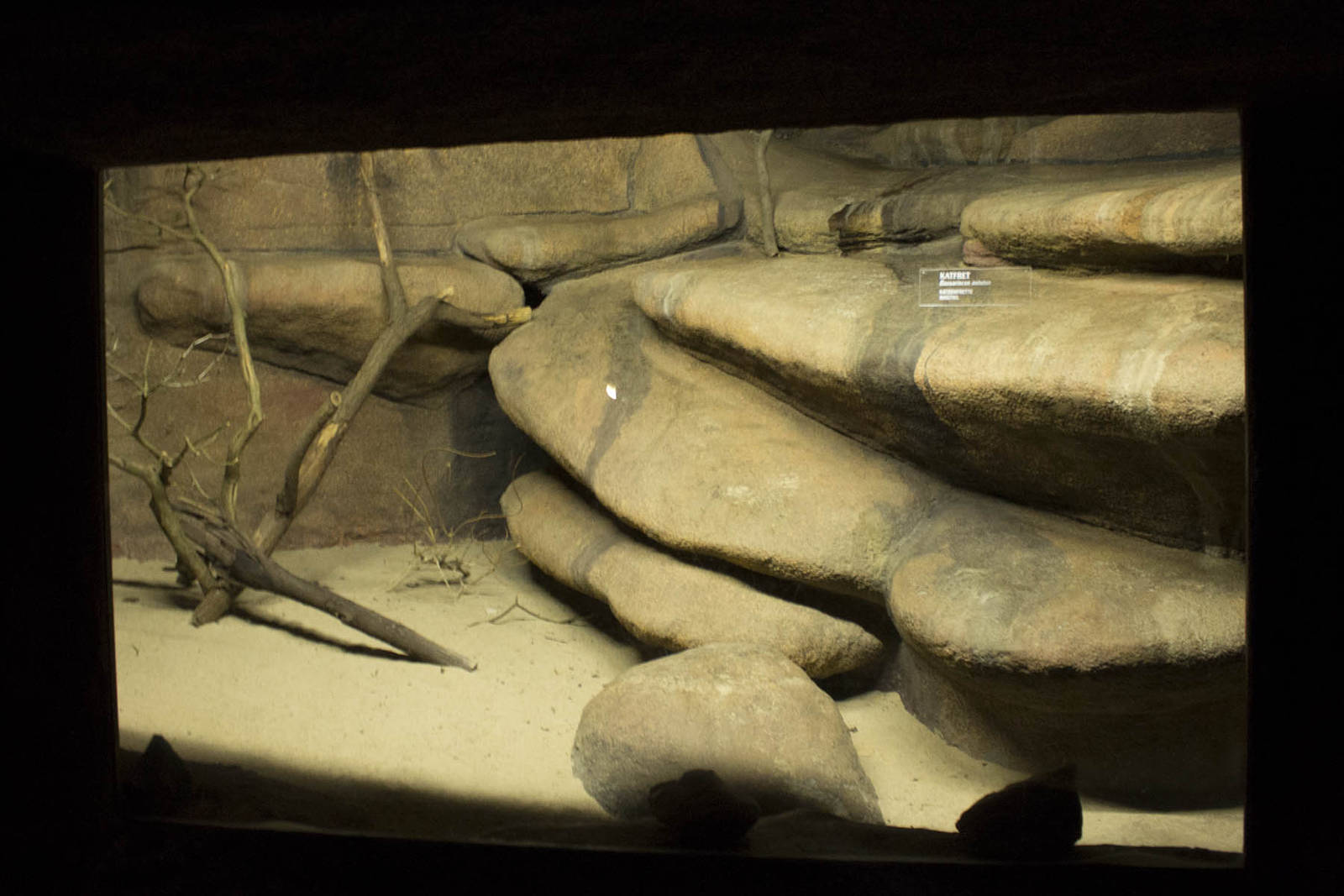 Second Ring-tailed cat exhibit, 8/15/14