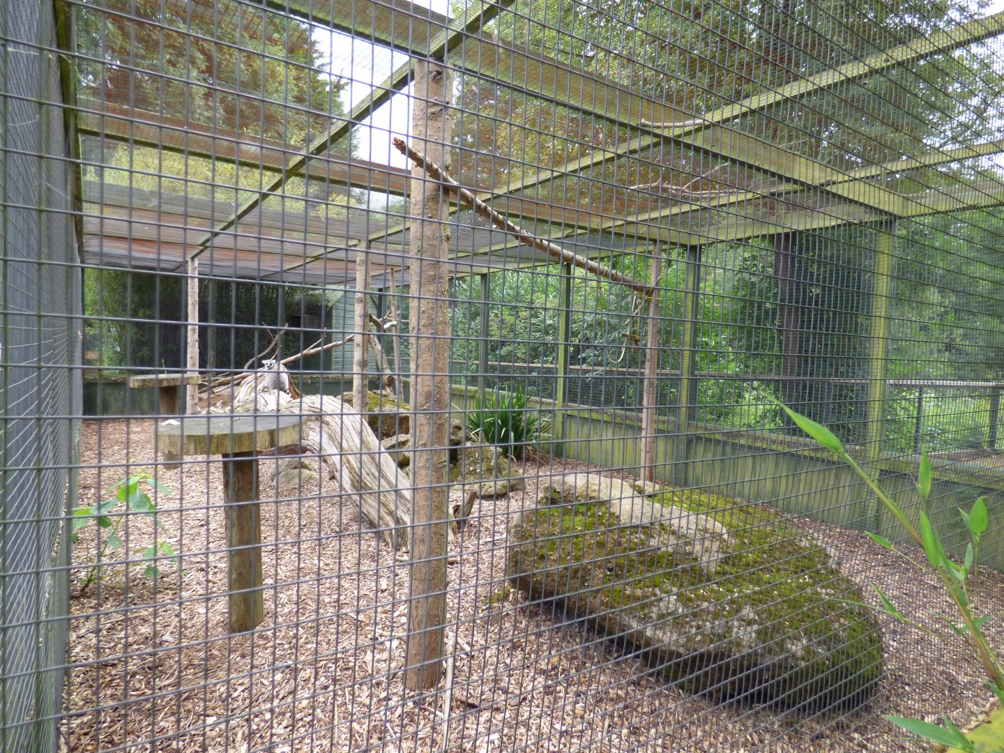 Second Ring-tailed Lemur Enclosure