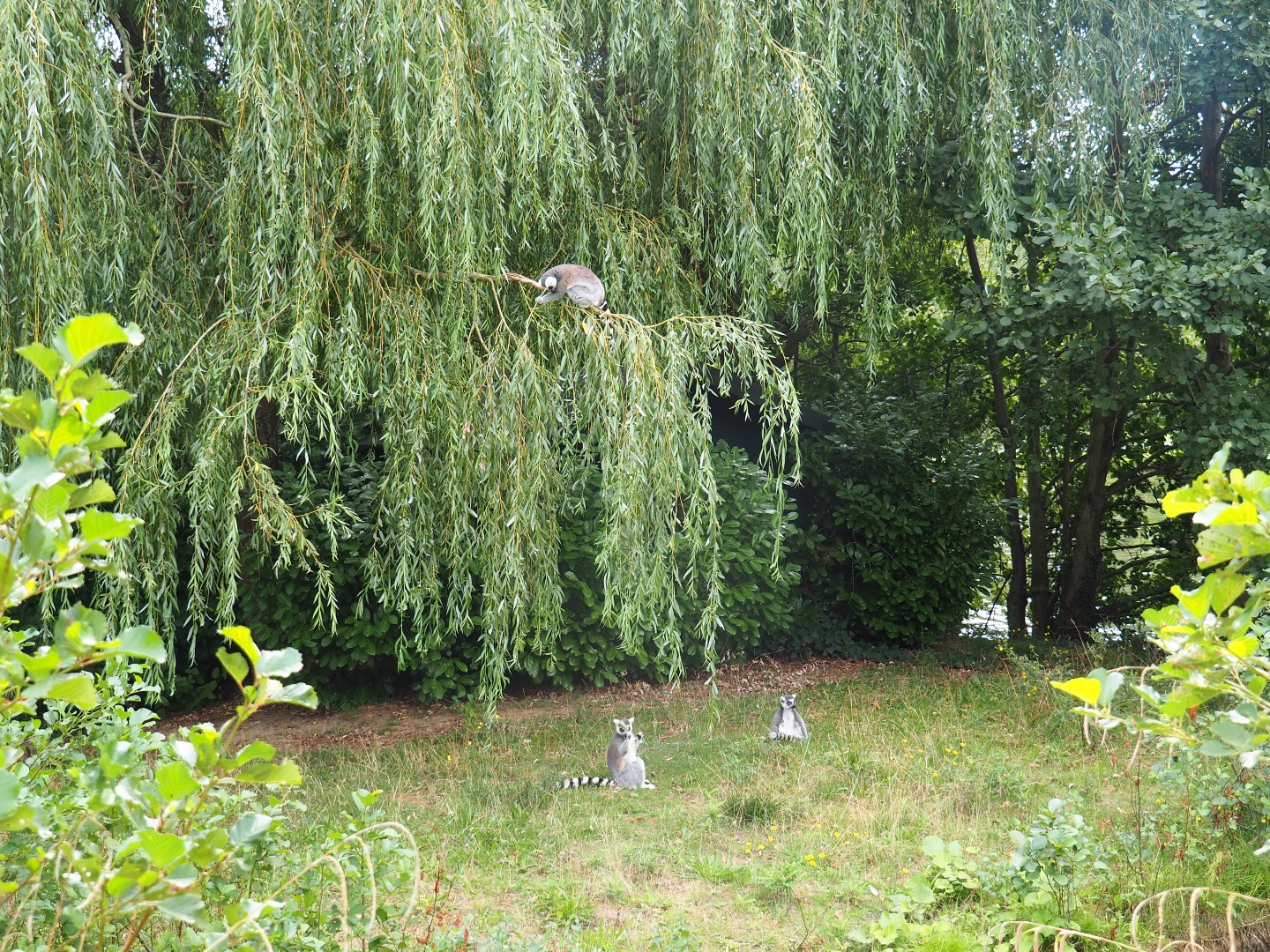 Second ring-tailed lemur island (Aug 28th, 2018)