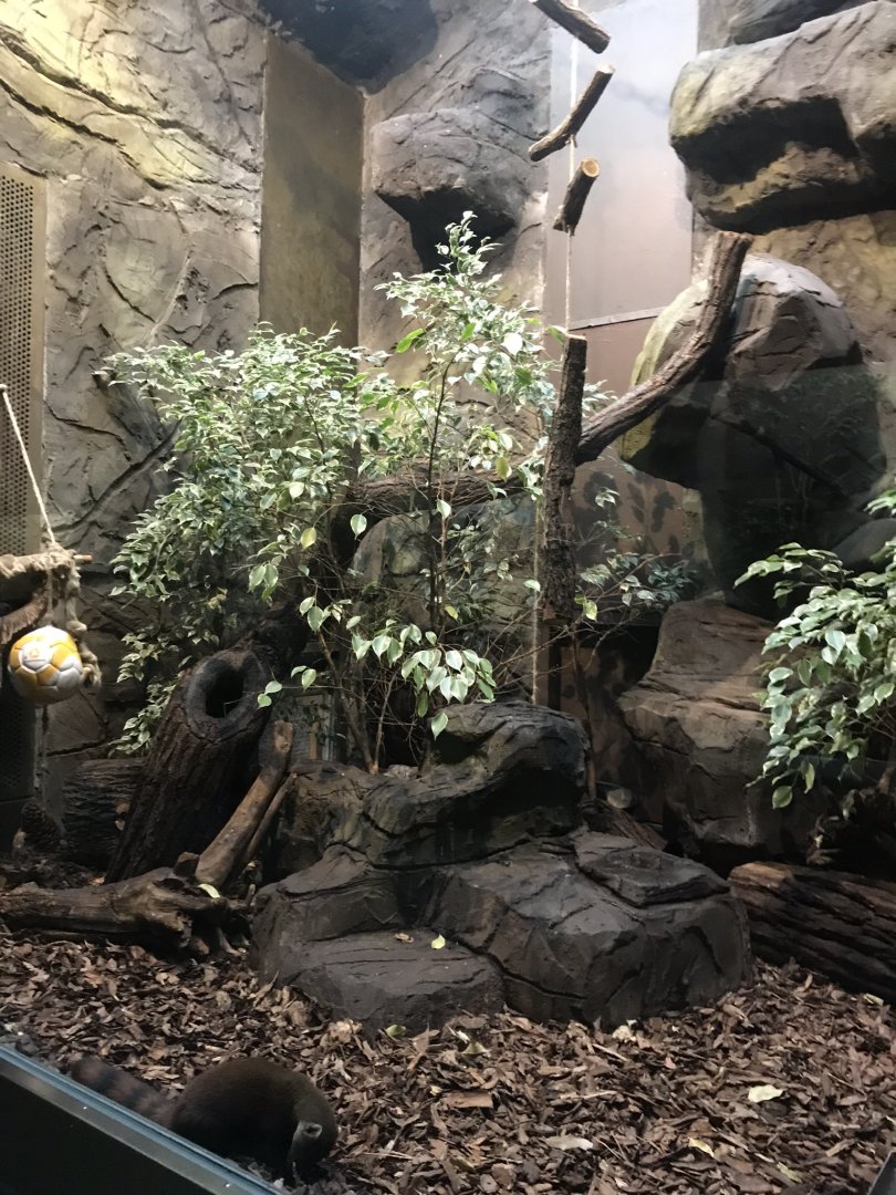 Second Ring-tailed mongoose exhibit 290118